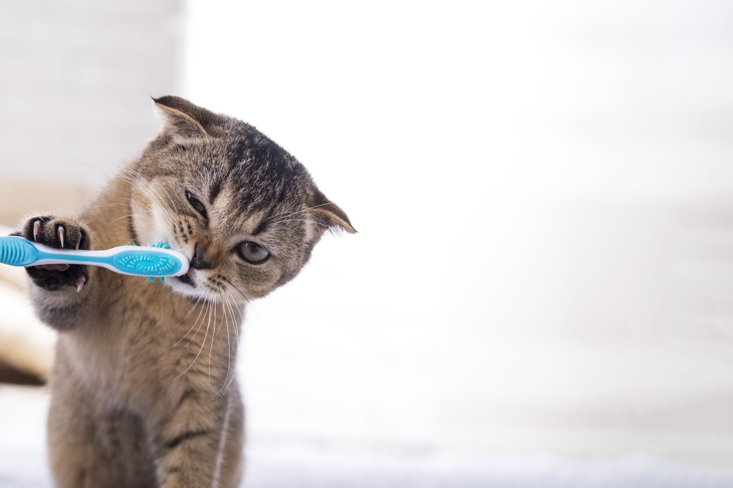 Journée Internationale des chats